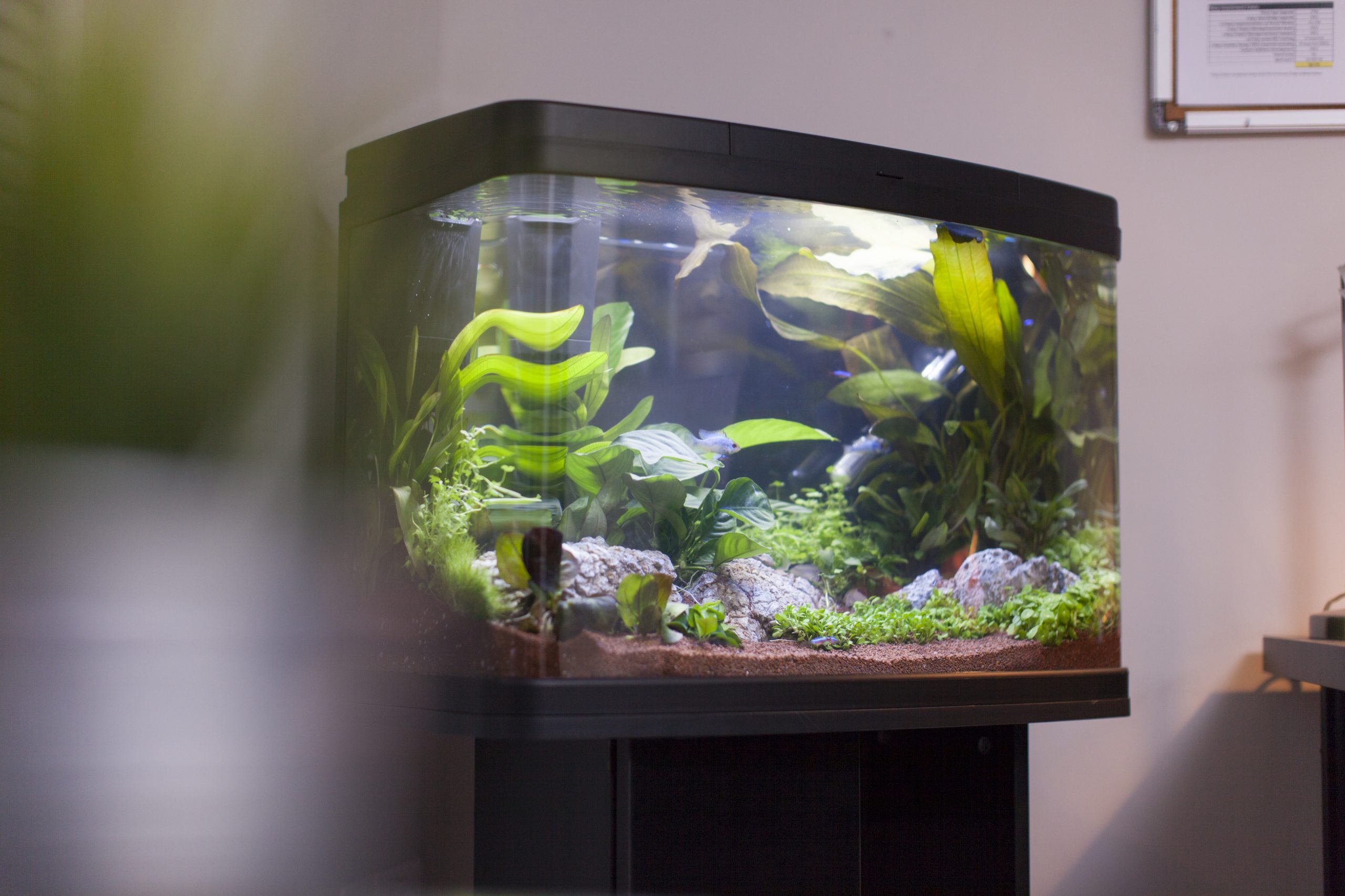 64 litre 2024 fish tank