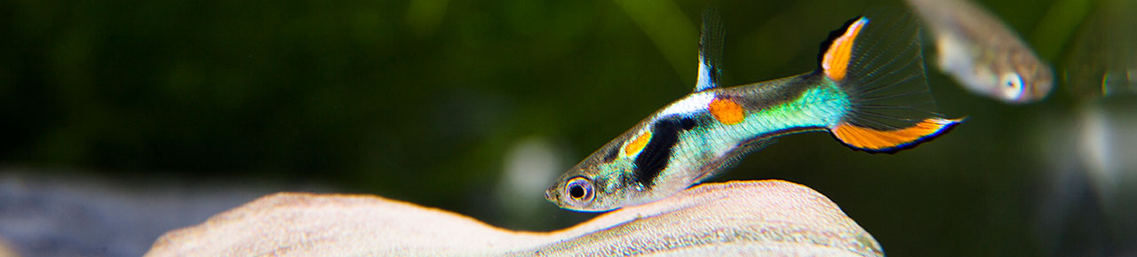 Aquarium Maintenance: Water Changes - PetHelpful