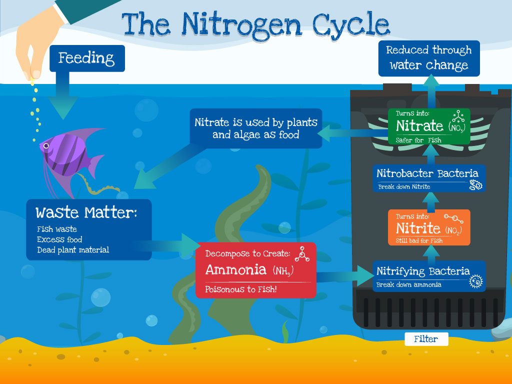 Cycling a fish outlet tank with fish food