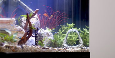 Interpet - How to clean aquarium ornaments and plastic plants
