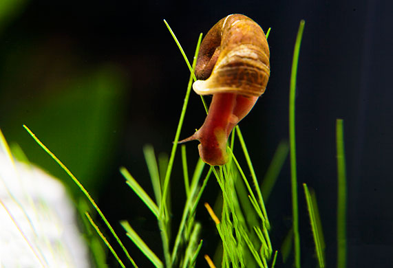 Feeding aquarium clearance snails