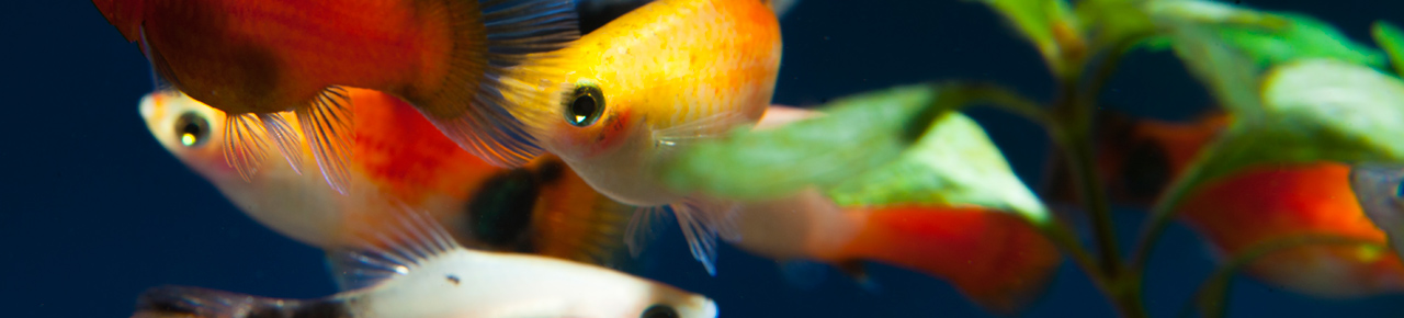 Safe Stocking Guidelines for Aquariums