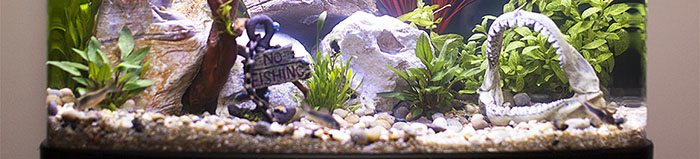 Aquarium Maintenance: Water Changes - PetHelpful